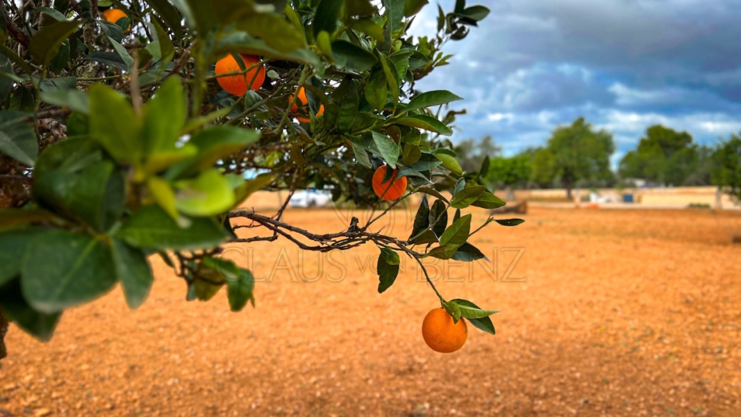 orangenbaum Real Estate Mallorca - Luxury properties, fincas and luxury apartments for sale in Mallorca - Claus von Benz Real Estate Mallorca