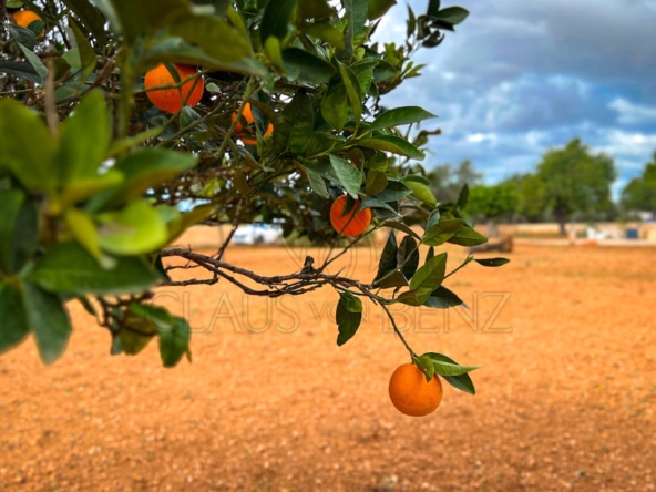 orangenbaum Immobilien Mallorca - Luxus Immobilien, Finca und Luxus Appartements auf Mallorca kaufen - Claus von Benz Immobilien Mallorca