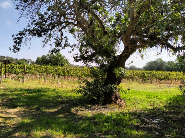 porreres laendliches anwesen mit ferienvermietungslizenz weinstoecke