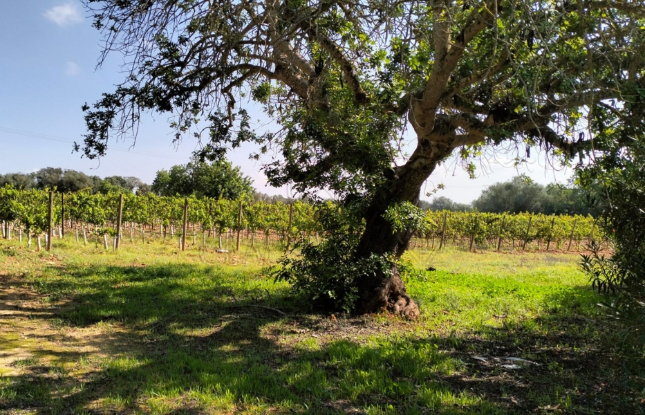 porreres laendliches anwesen mit ferienvermietungslizenz weinstoecke