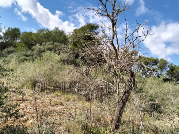felanitx plot view2 min