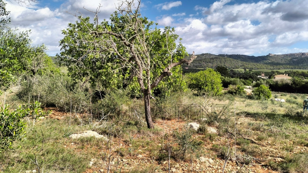 felanitx grundstueck ausblick3 min