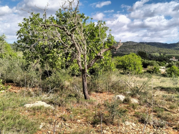 felanitx grundstueck ausblick3 min