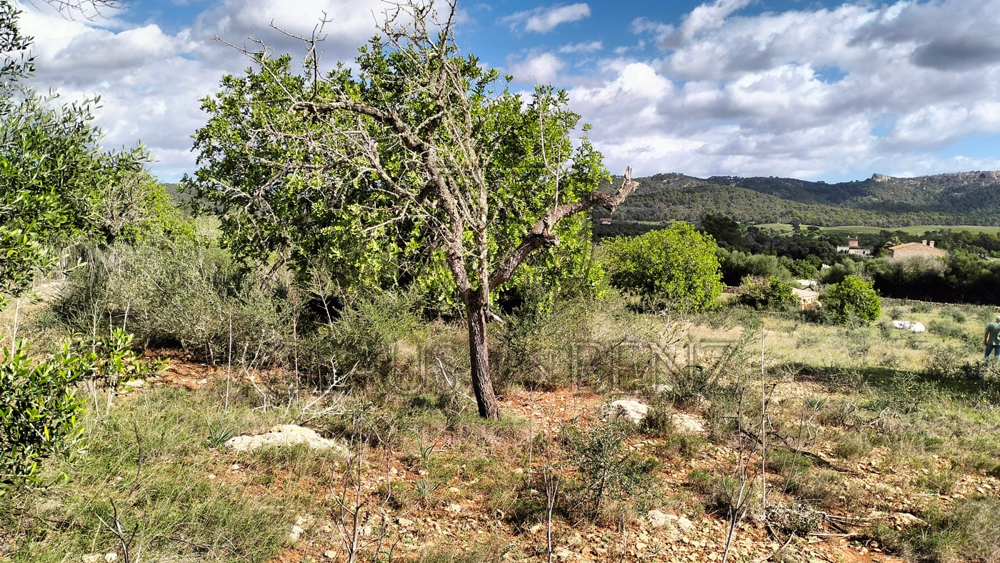 felanitx grundstueck ausblick3 min