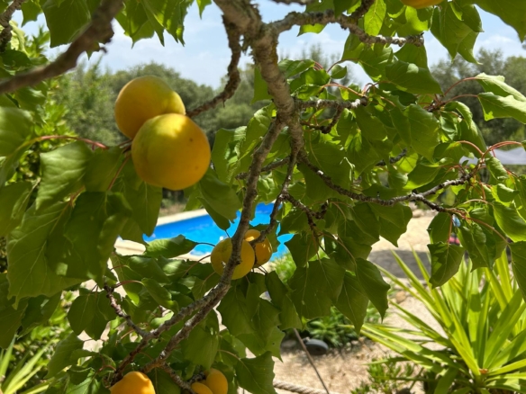 whatsapp image 2025 07 11 at 12.45.17