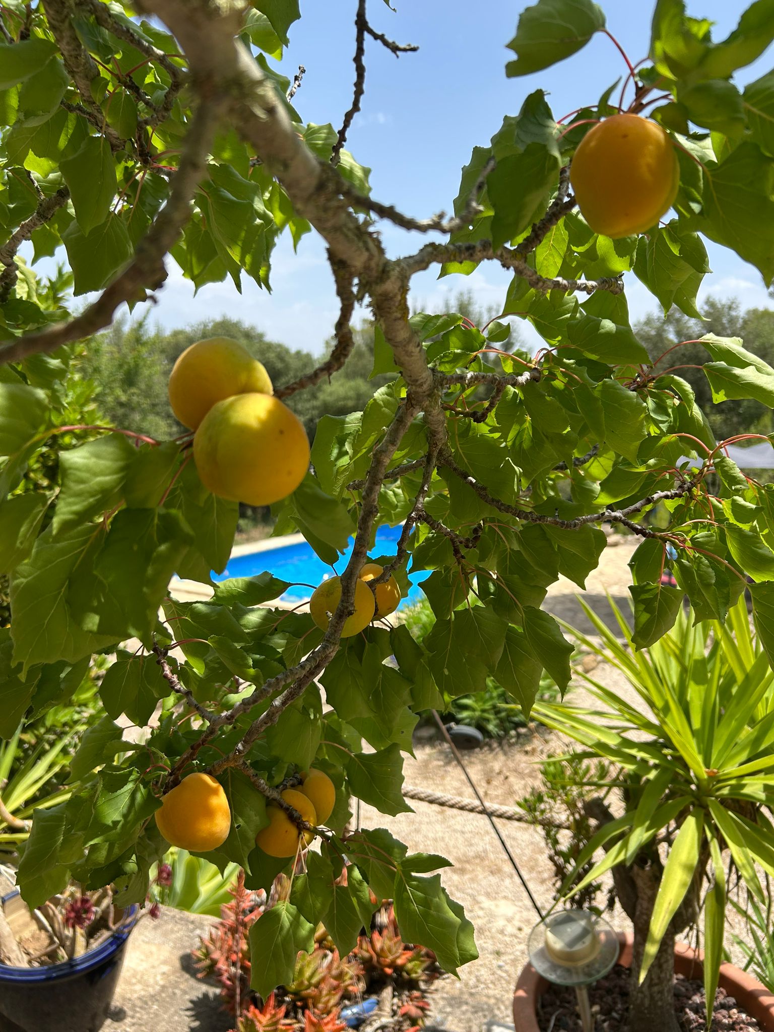 whatsapp image 2025 07 11 at 12.45.17